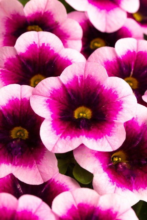 Calibrachoa Caliloco Graffiti - View 16 from www redcrocus com