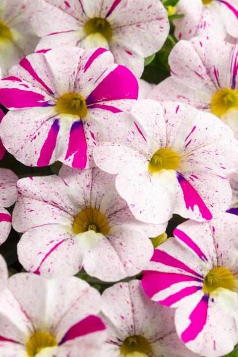 Calibrachoa Caliloco Graffiti - View 1 from www redcrocus com