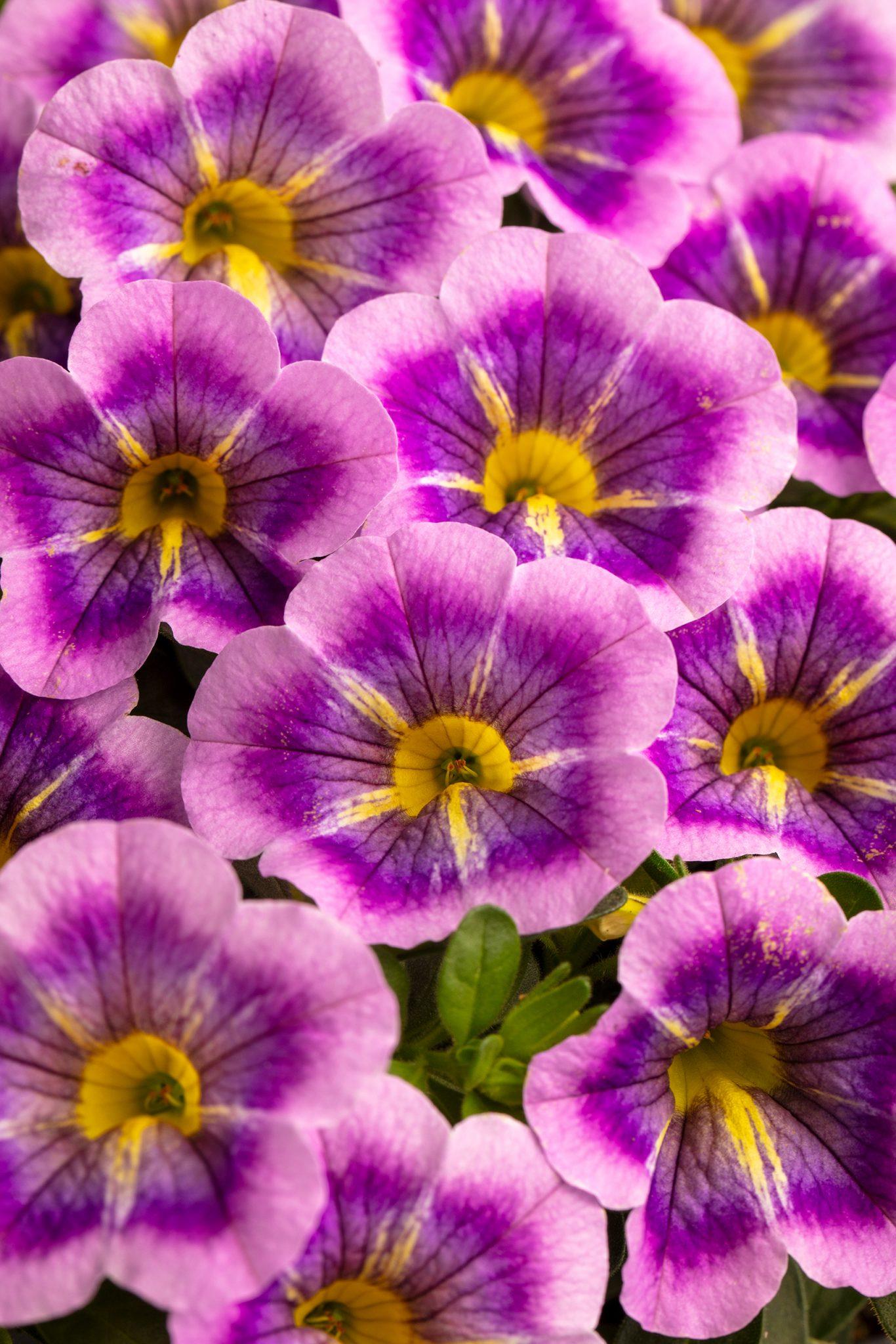 Calibrachoa Caliloco Graffiti - View 2 from www redcrocus com
