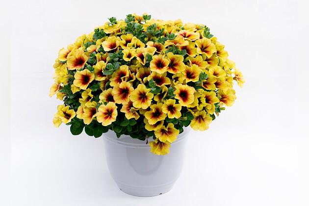 Calibrachoa Caliloco Graffiti - View 3 from www redcrocus com