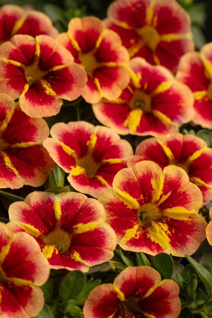 Calibrachoa Caliloco Graffiti - View 6 from www redcrocus com