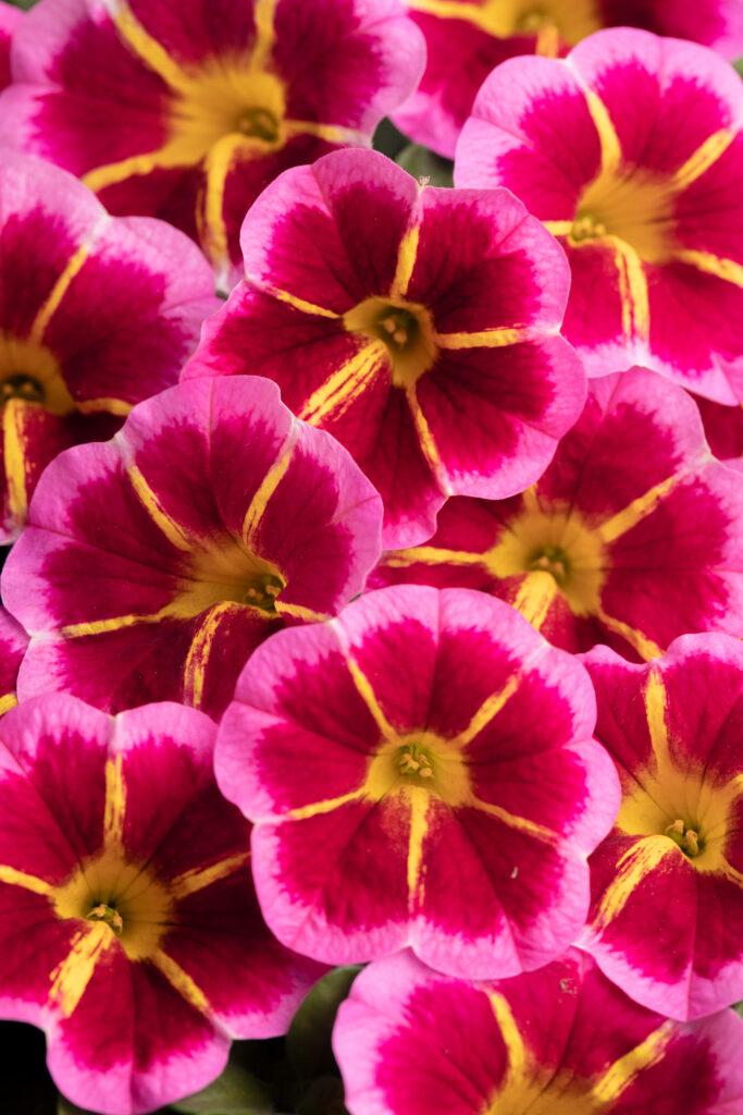 Calibrachoa Caliloco Graffiti - View 7 from www redcrocus com