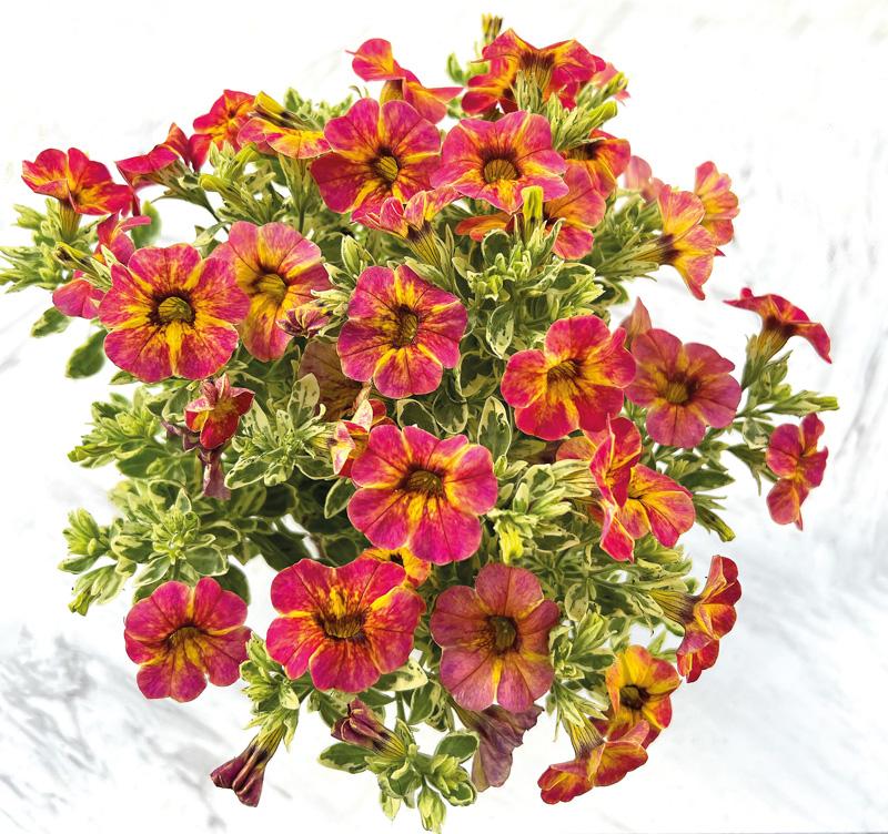 Calibrachoa Caliloco Graffiti - View 8 from www redcrocus com
