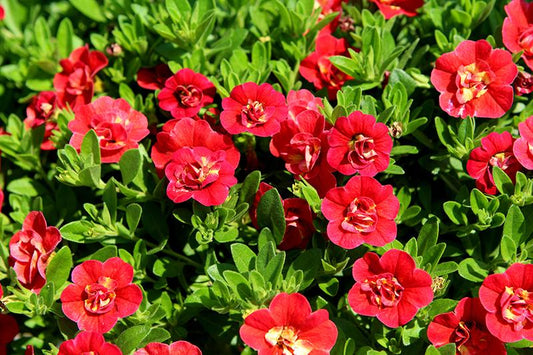 Calibrachoa Minifamous Uno Double Orange - View 1 from www redcrocus com