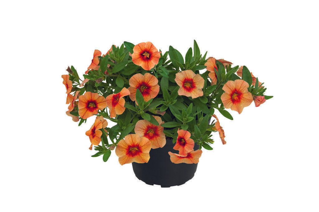Calibrachoa Unique Mango Fizz - View 10 from www redcrocus com