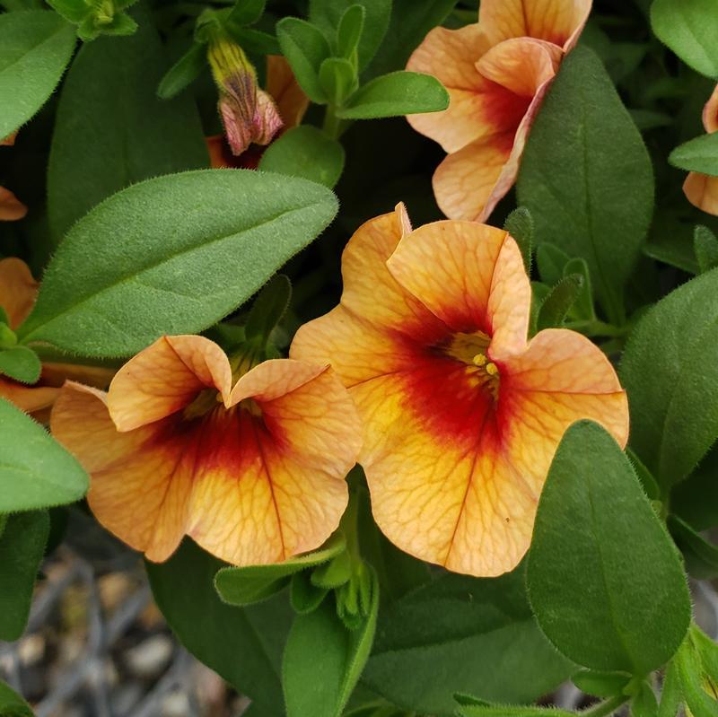 Calibrachoa Unique Mango Fizz - View 11 from www redcrocus com