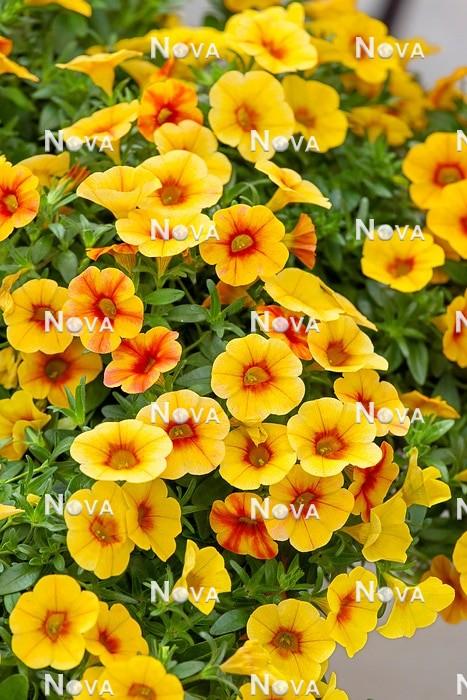 Calibrachoa Unique Mango Fizz - View 13 from www redcrocus com