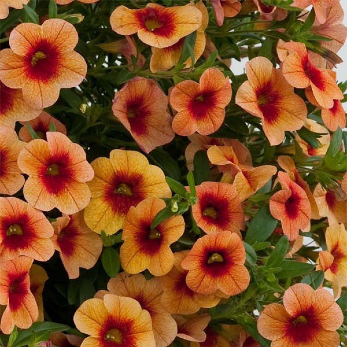 Calibrachoa Unique Mango Fizz - View 15 from www redcrocus com