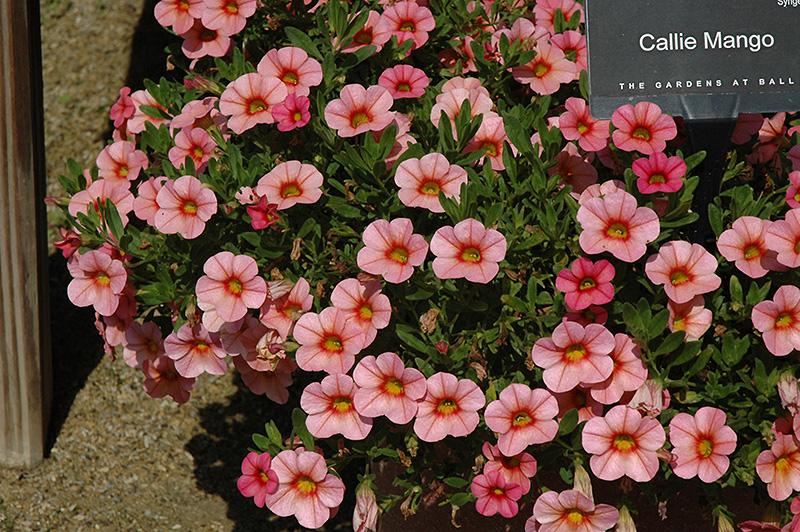 Calibrachoa Unique Mango Fizz - View 16 from www redcrocus com