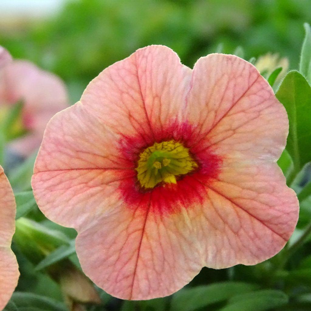 Calibrachoa Unique Mango Fizz - View 17 from www redcrocus com