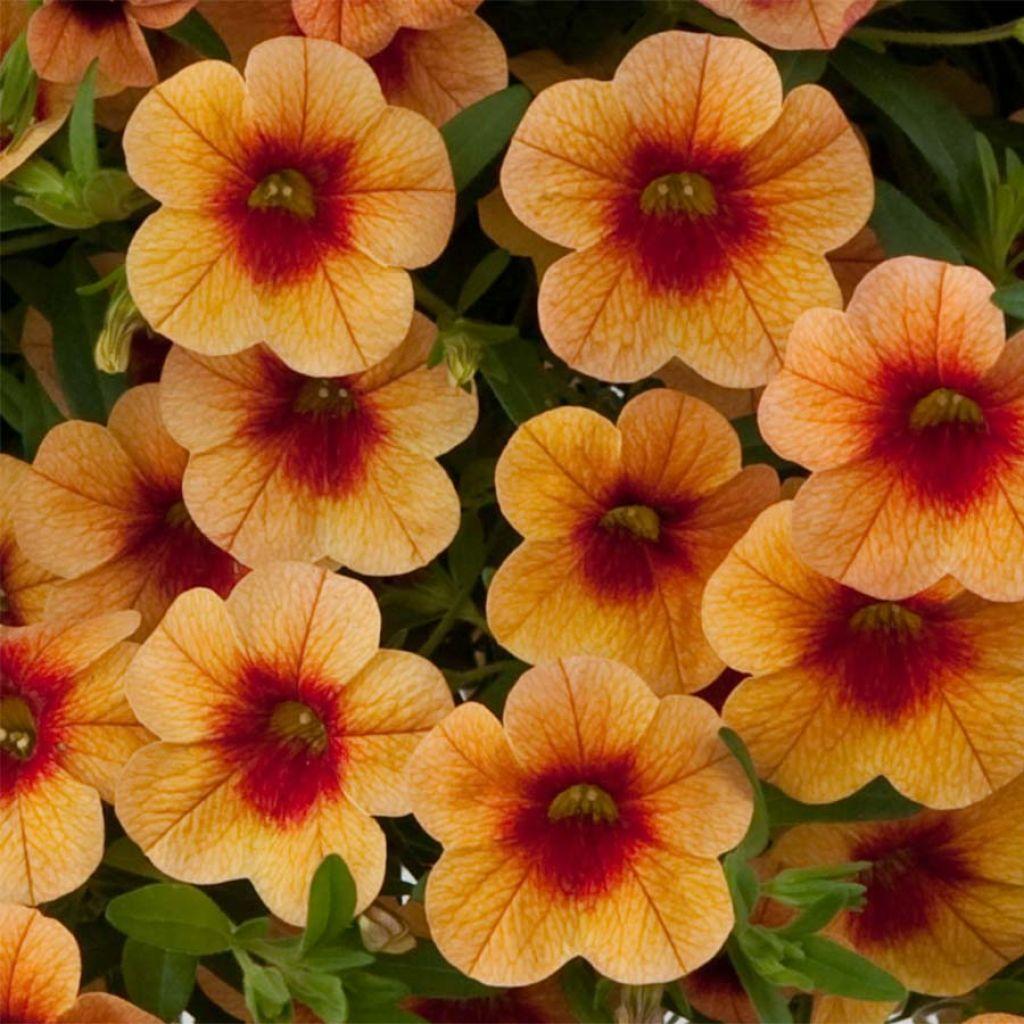 Calibrachoa Unique Mango Fizz - View 2 from www redcrocus com