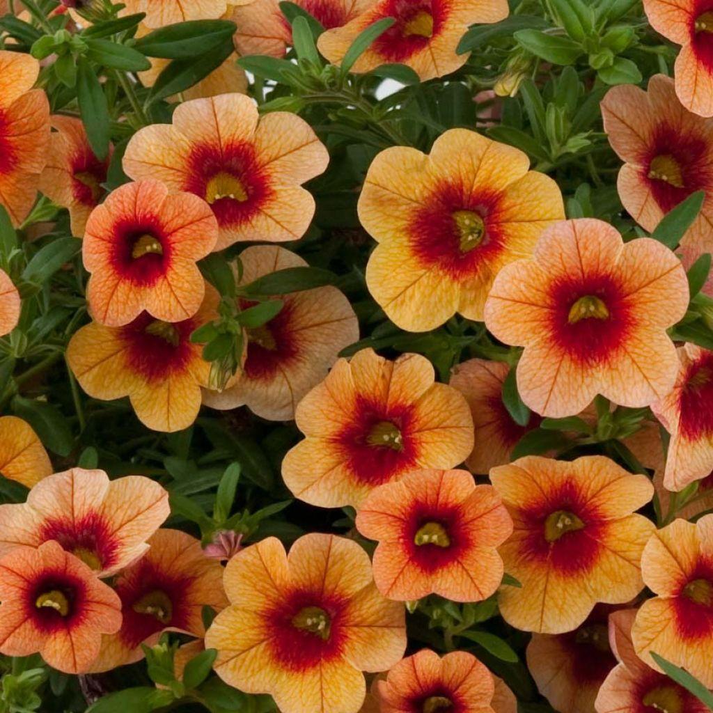 Calibrachoa Unique Mango Fizz - View 5 from www redcrocus com
