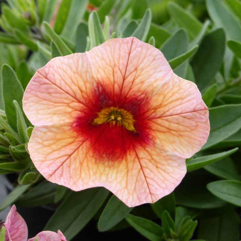Calibrachoa Unique Mango Fizz - View 6 from www redcrocus com