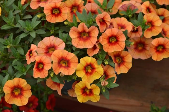 Calibrachoa Unique Mango Fizz - View 7 from www redcrocus com