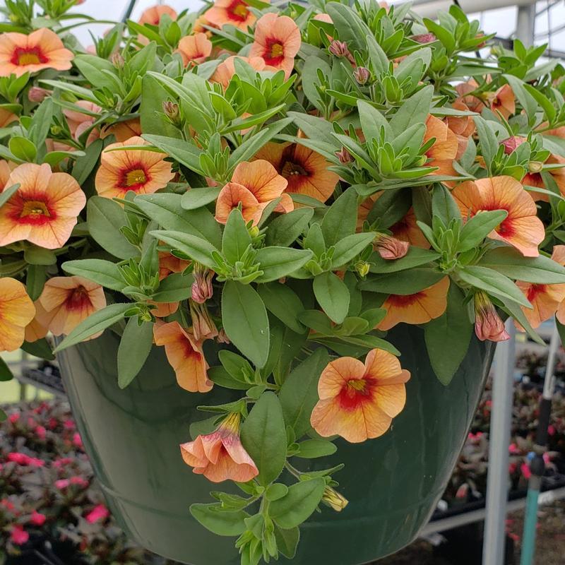 Calibrachoa Unique Mango Fizz - View 8 from www redcrocus com