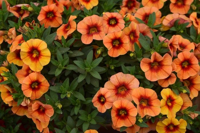 Calibrachoa Unique Mango Fizz - View 9 from www redcrocus com