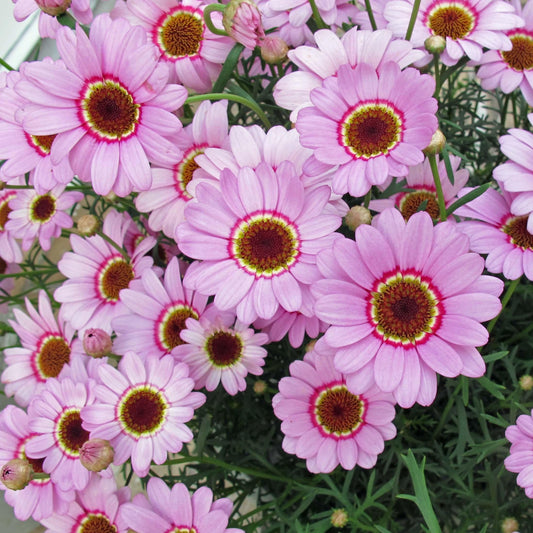 Argyranthemum Grandaisy Pink Halo - View 1 from www redcrocus com