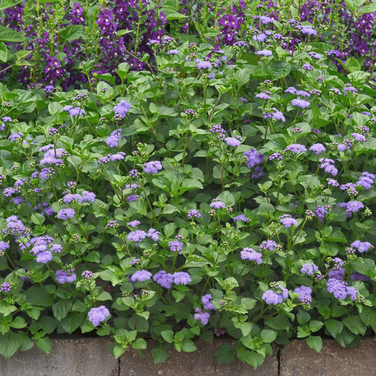 Ageratum Monarch Magic - View 1 from www redcrocus com