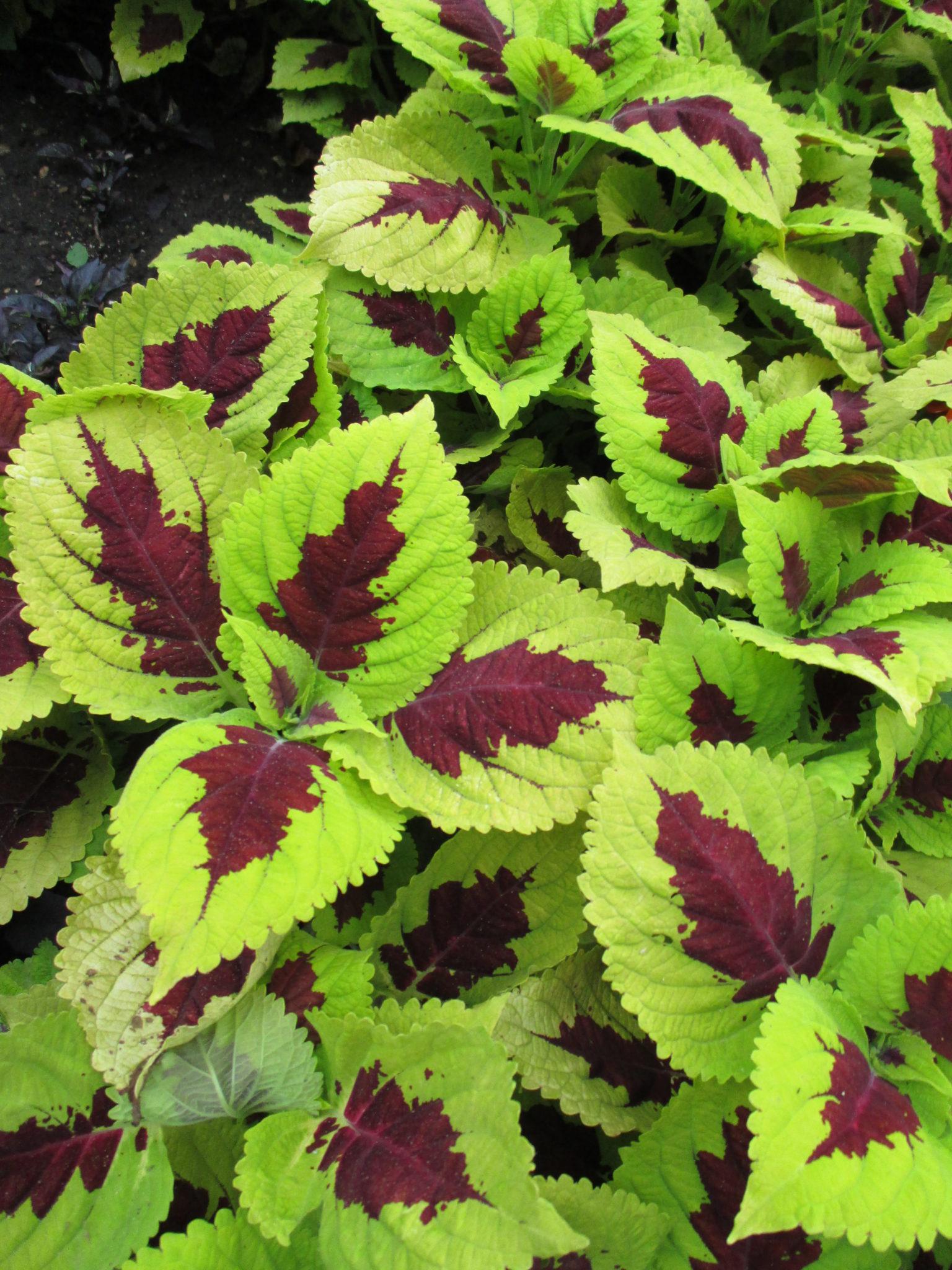 Coleus Kong Lime Sprite - View 12 from www redcrocus com