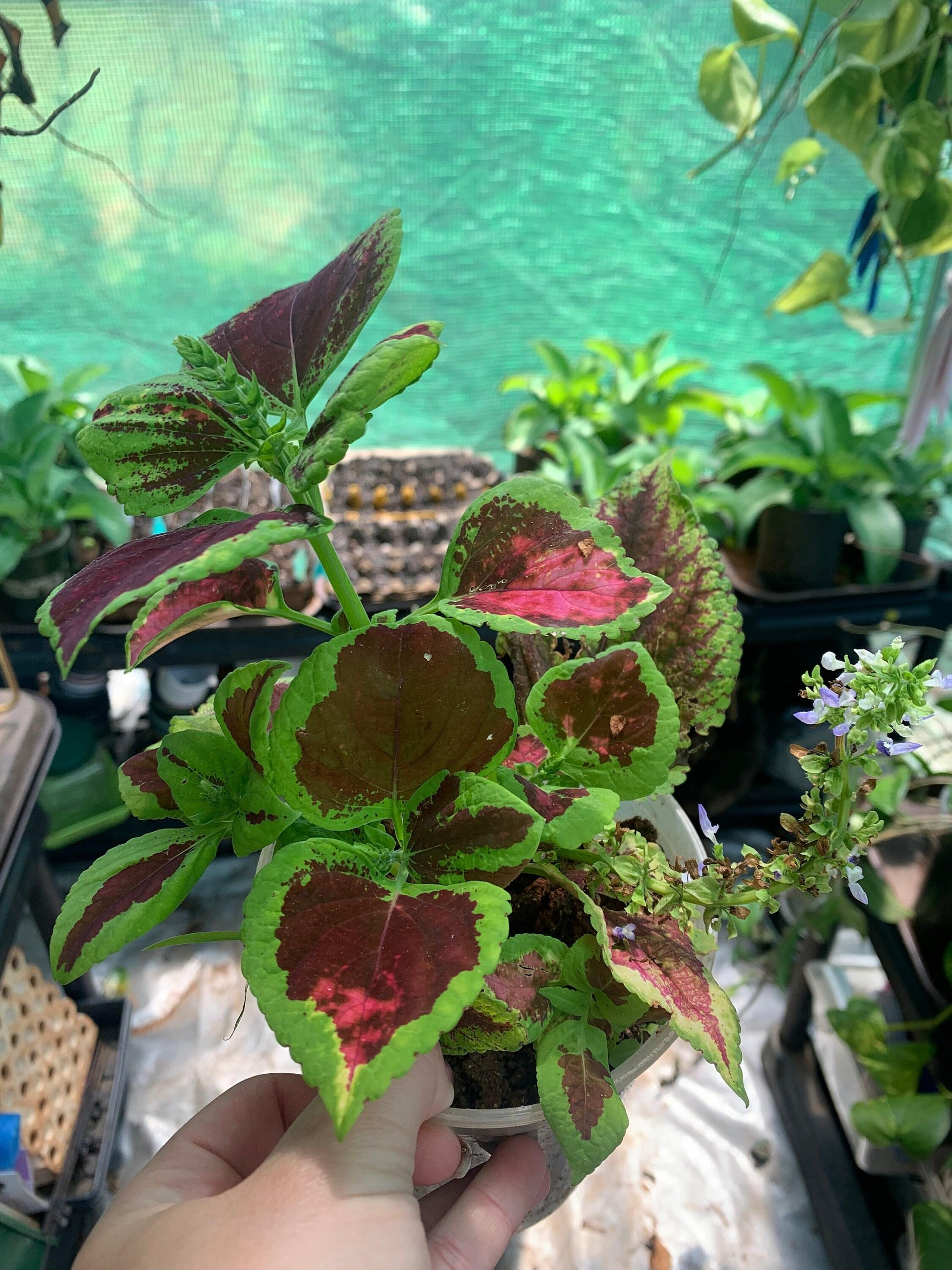 Coleus Kong Lime Sprite - View 13 from www redcrocus com