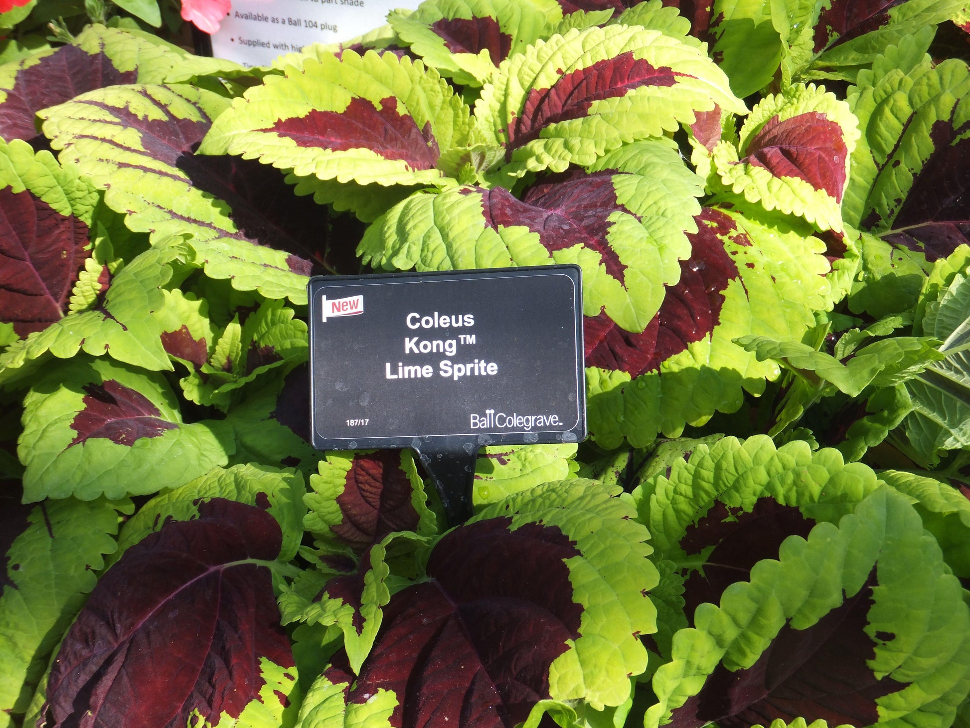 Coleus Kong Lime Sprite - View 2 from www redcrocus com