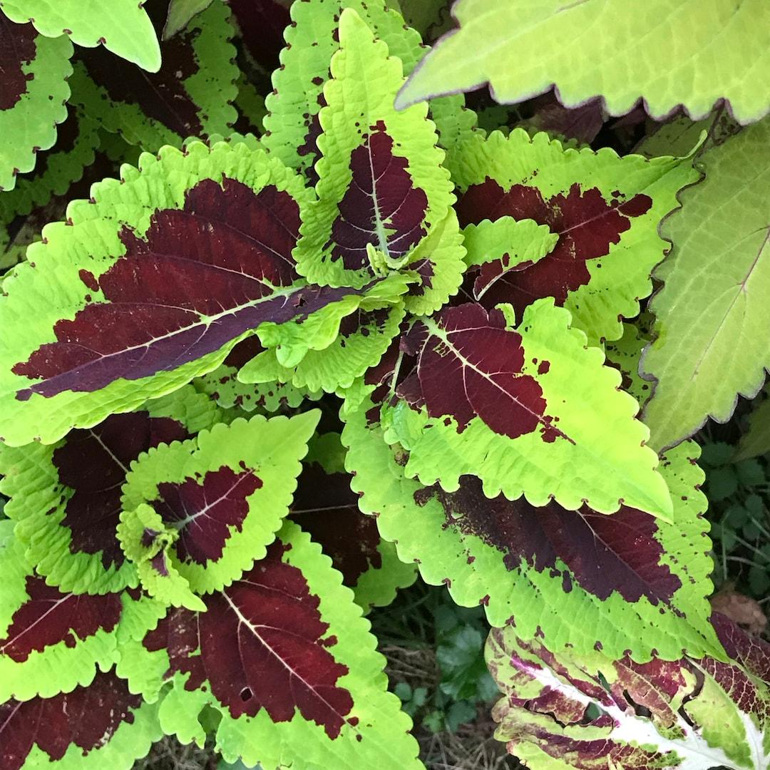Coleus Kong Lime Sprite - View 3 from www redcrocus com