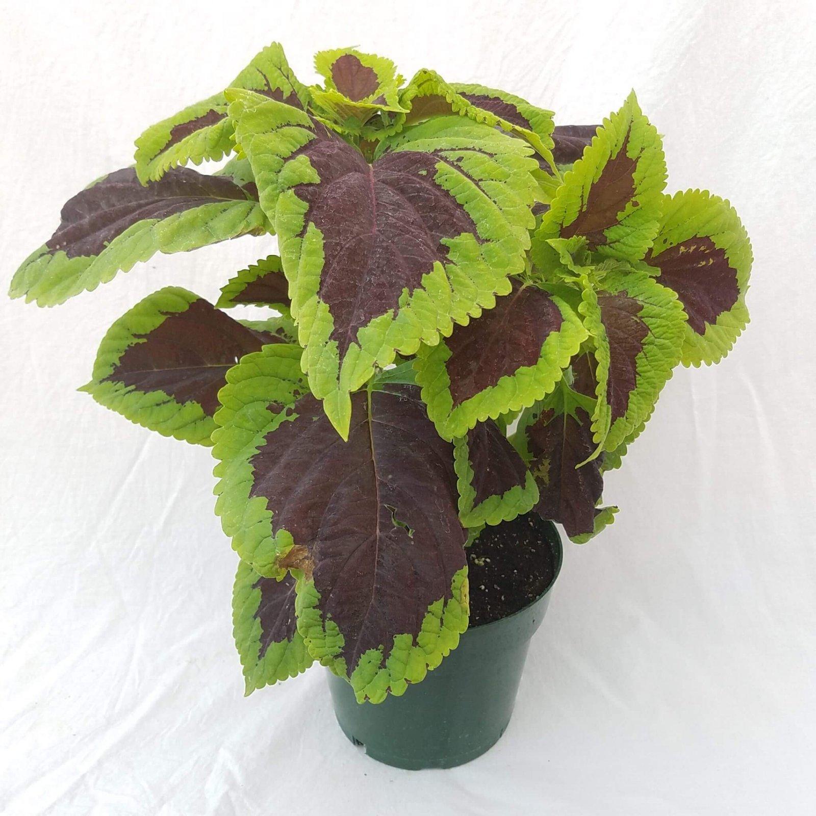Coleus Kong Lime Sprite - View 4 from www redcrocus com