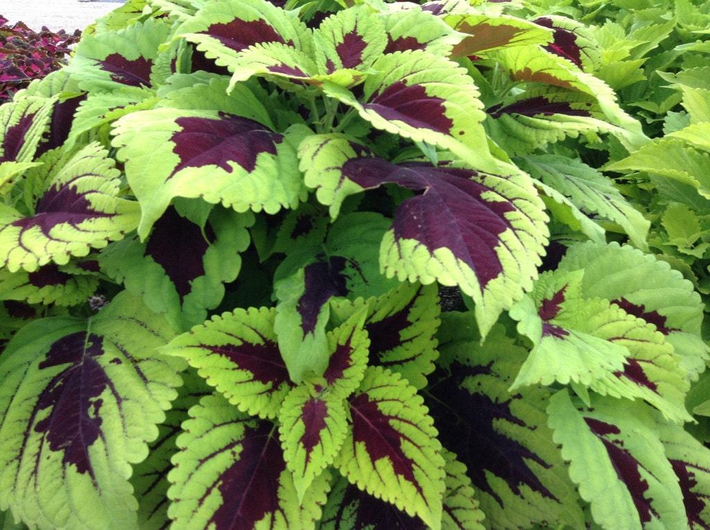 Coleus Kong Lime Sprite - View 5 from www redcrocus com