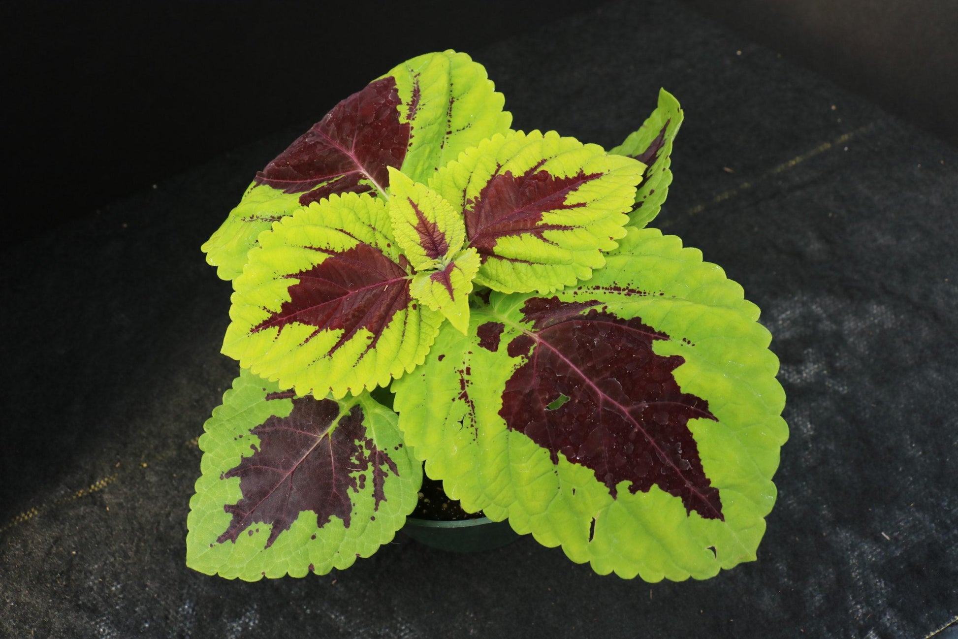 Coleus Kong Lime Sprite - View 6 from www redcrocus com