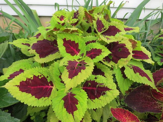 Coleus Kong Lime Sprite - View 9 from www redcrocus com