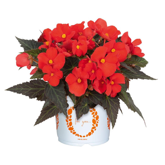 Begonia I Conia Upright Sunshine - View 10 from www redcrocus com