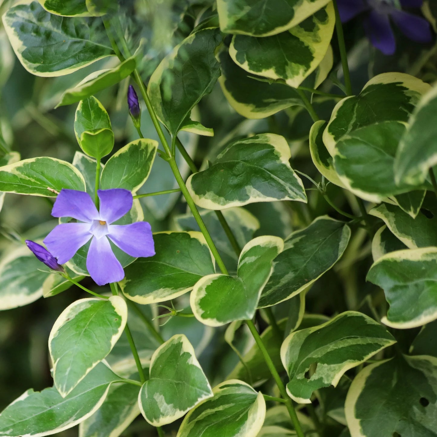 Vinca Major 'variegata' - View 12 from www redcrocus com