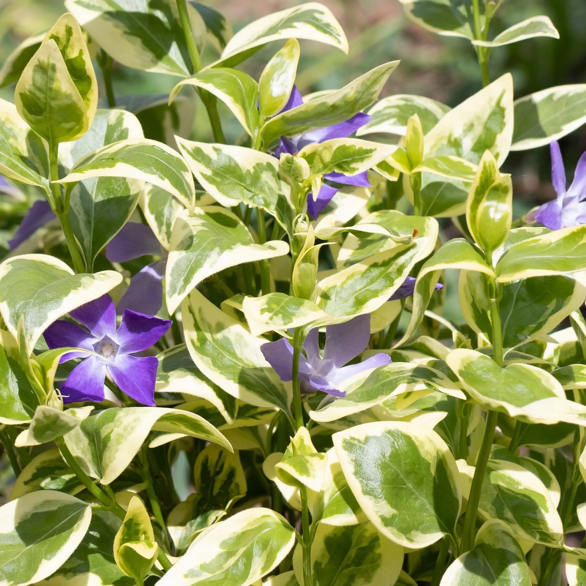 Vinca Major 'variegata' - View 13 from www redcrocus com