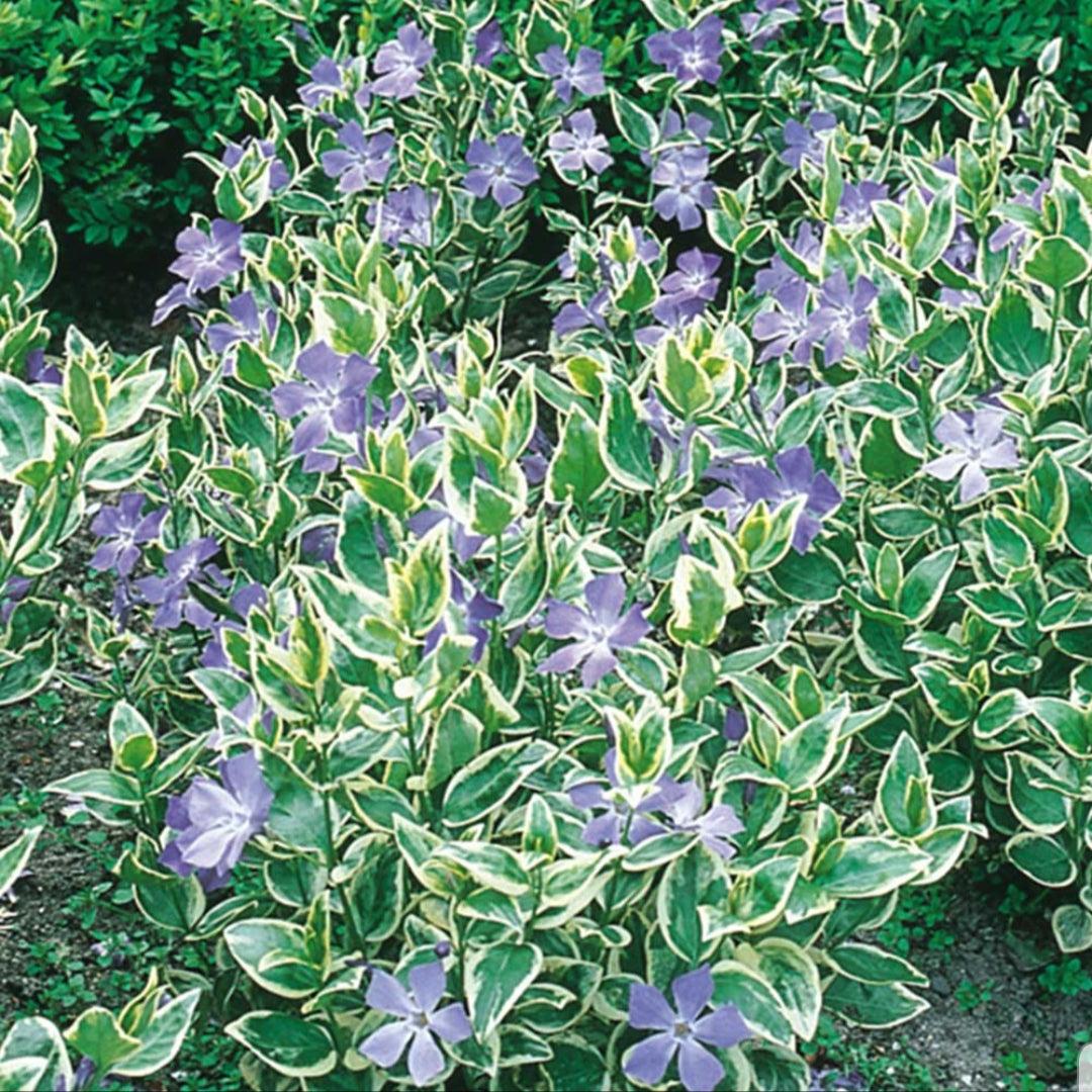 Vinca Major 'variegata' - View 14 from www redcrocus com
