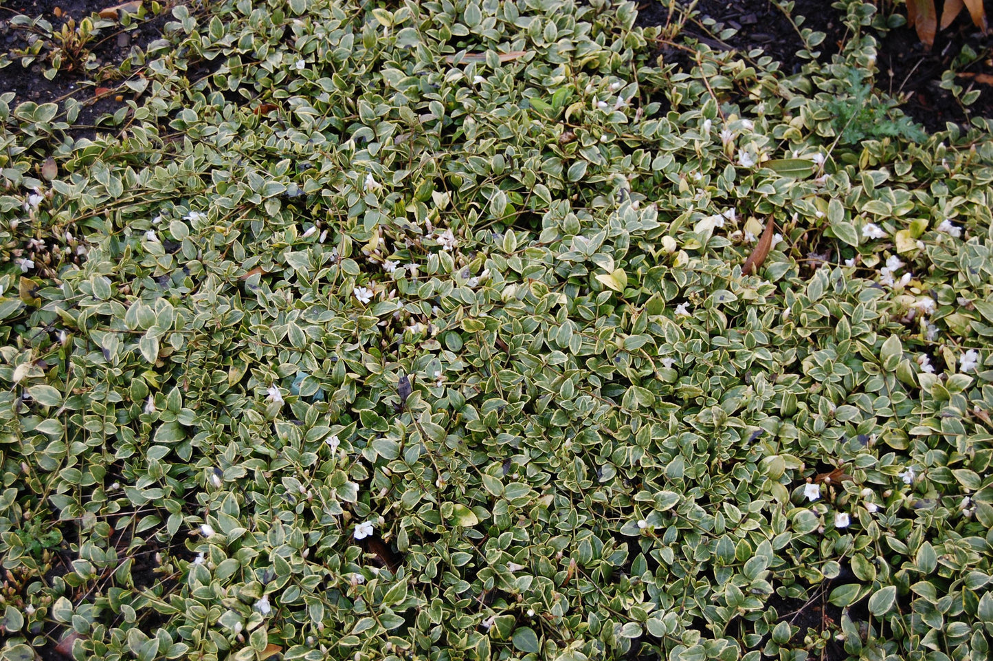 Vinca Major 'variegata' - View 15 from www redcrocus com