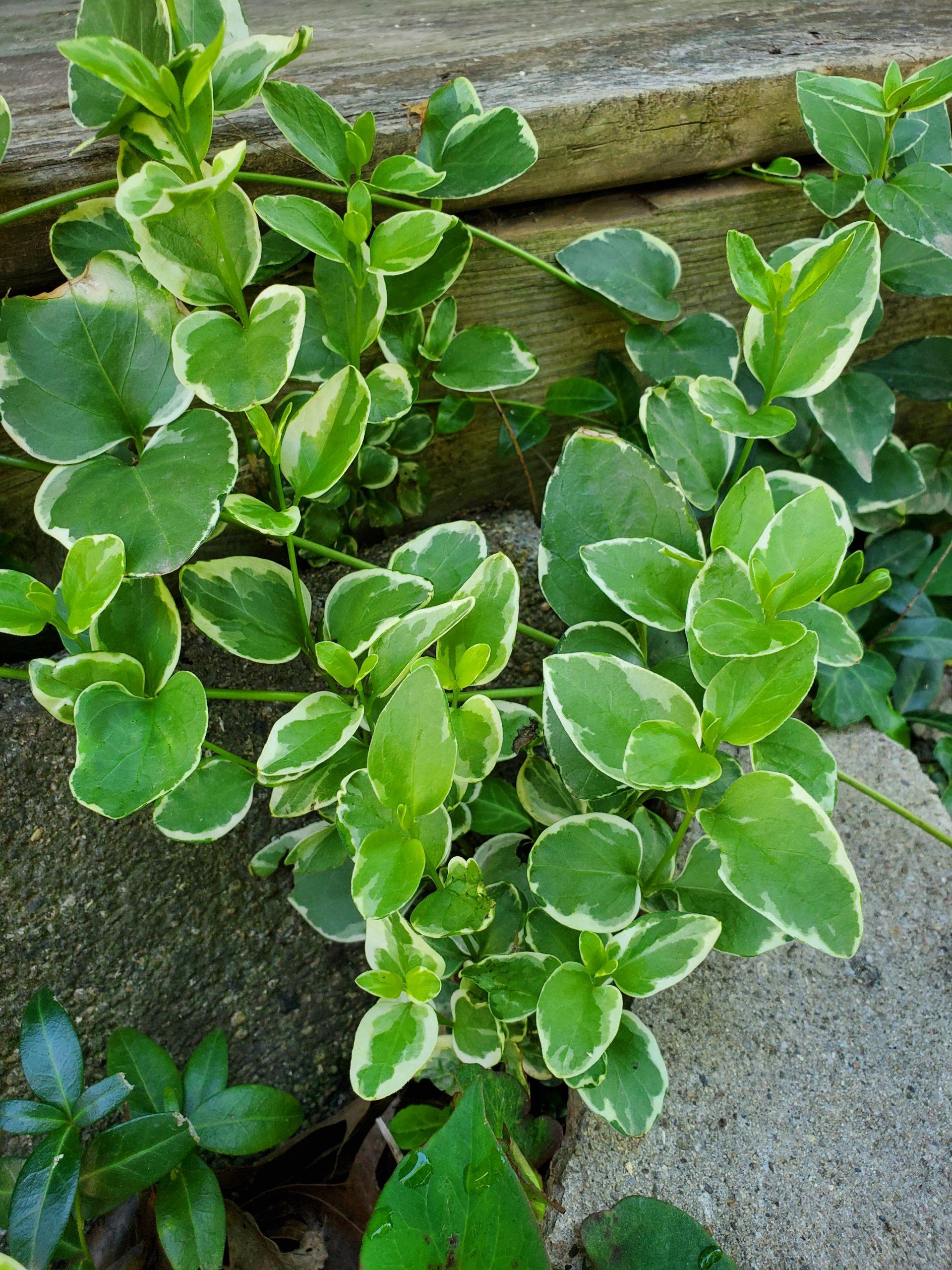 Vinca Major 'variegata' - View 16 from www redcrocus com
