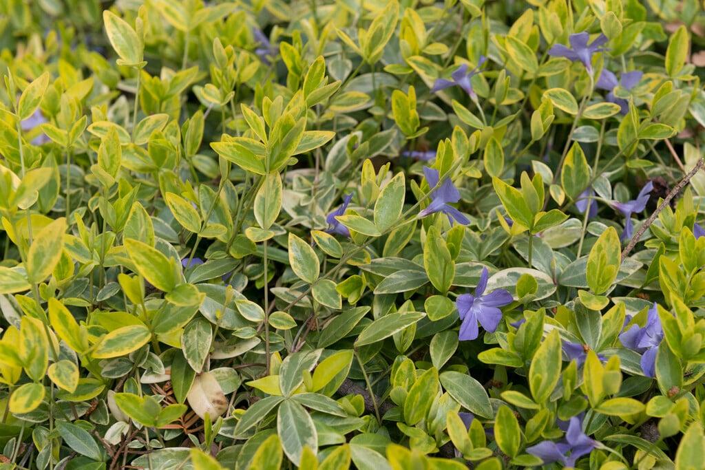 Vinca Major 'variegata' - View 19 from www redcrocus com