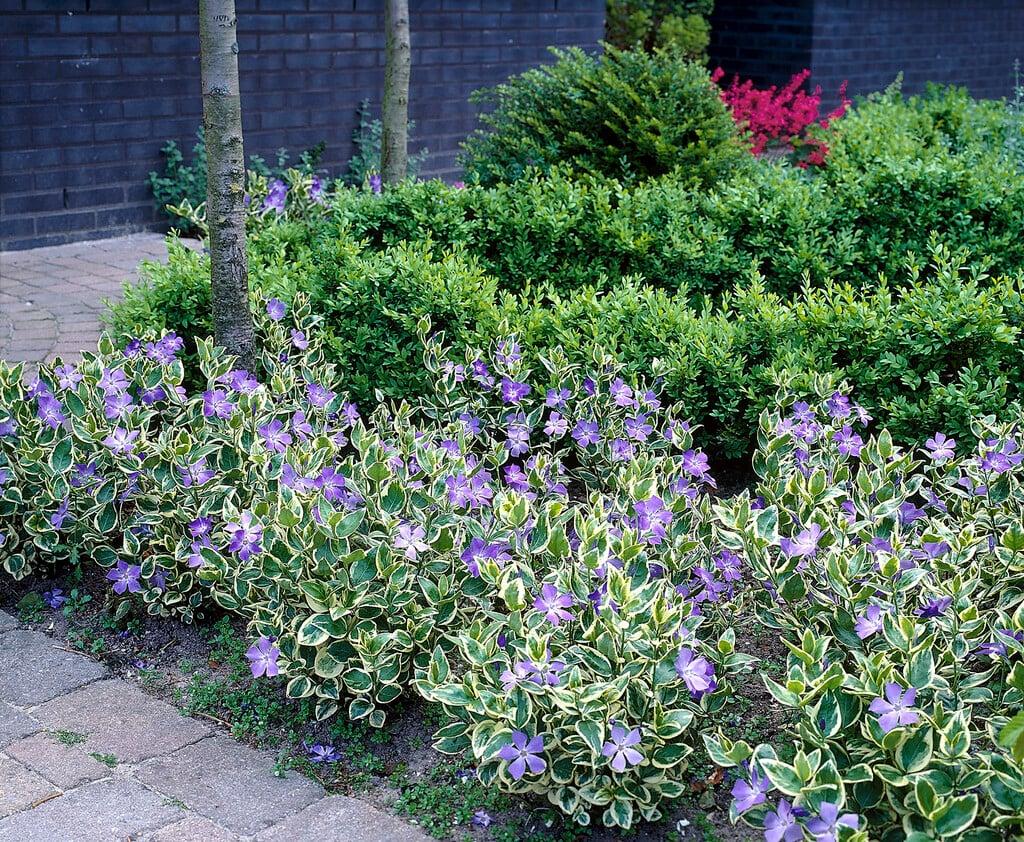 Vinca Major 'variegata' - View 1 from www redcrocus com