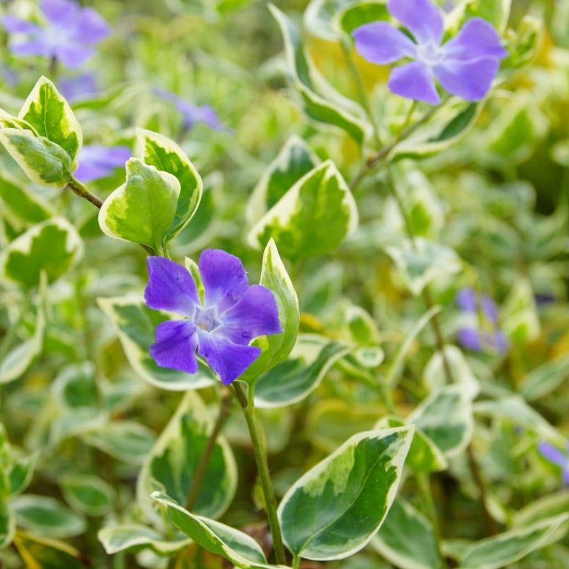 Vinca Major 'variegata' - View 21 from www redcrocus com