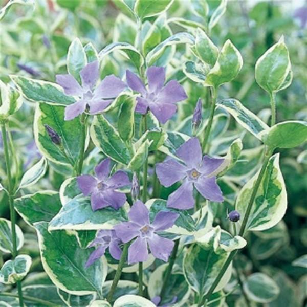 Vinca Major 'variegata' - View 23 from www redcrocus com