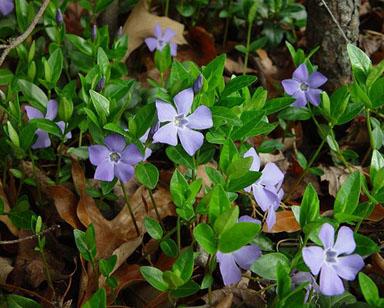 Vinca Major 'variegata' - View 24 from www redcrocus com