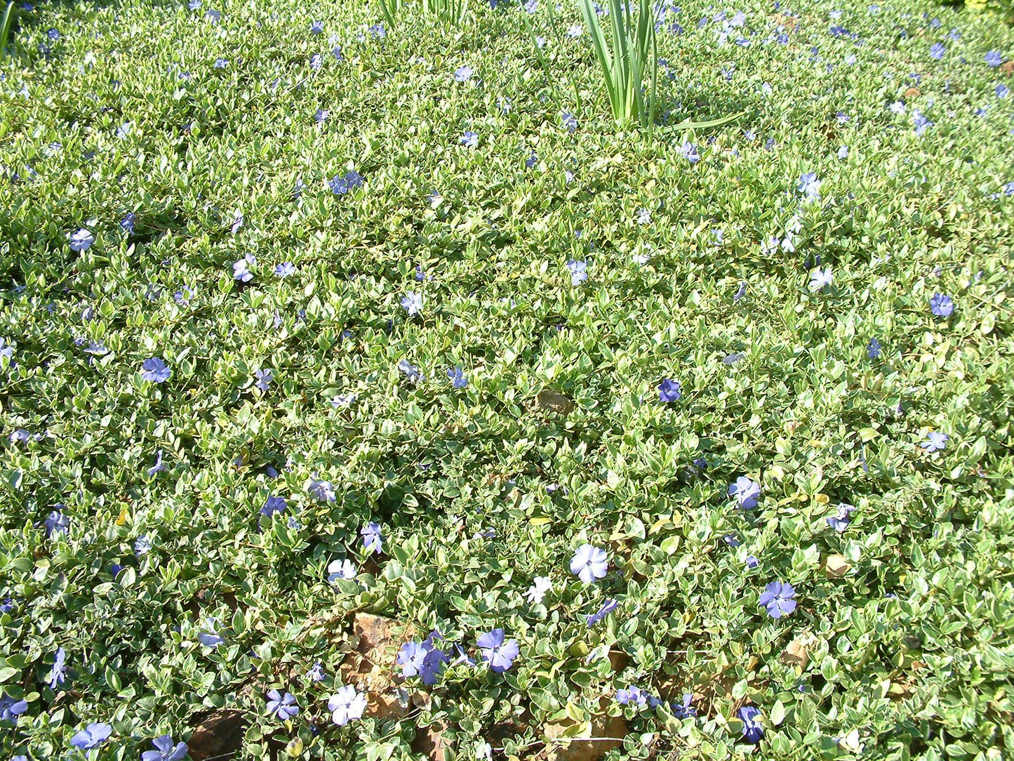 Vinca Major 'variegata' - View 25 from www redcrocus com