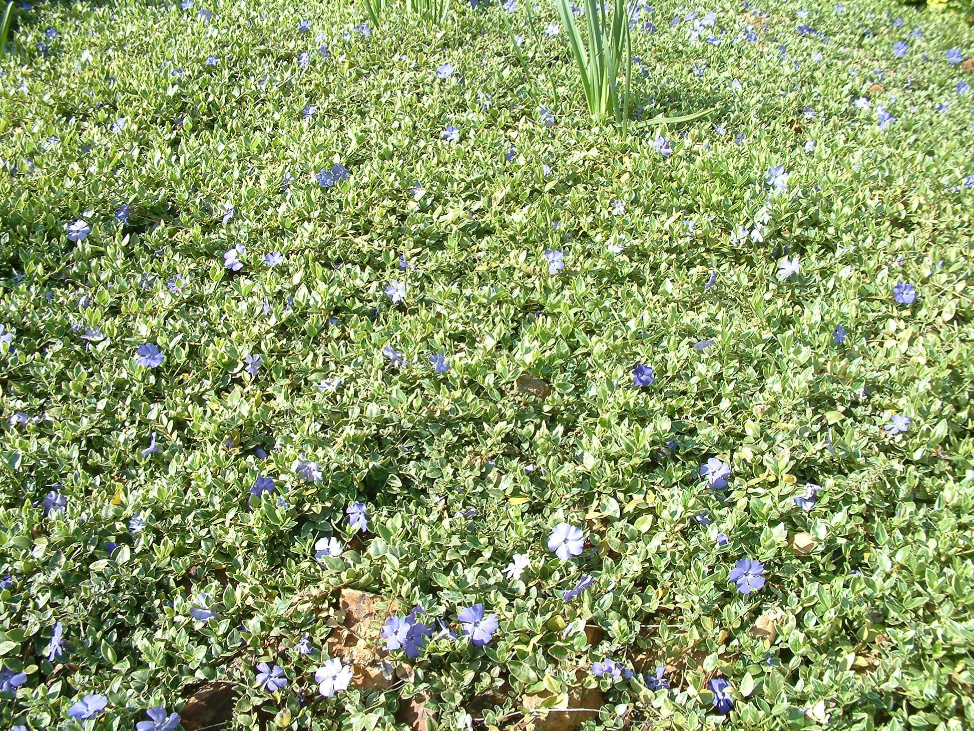 Vinca Major 'variegata' - View 25 from www redcrocus com