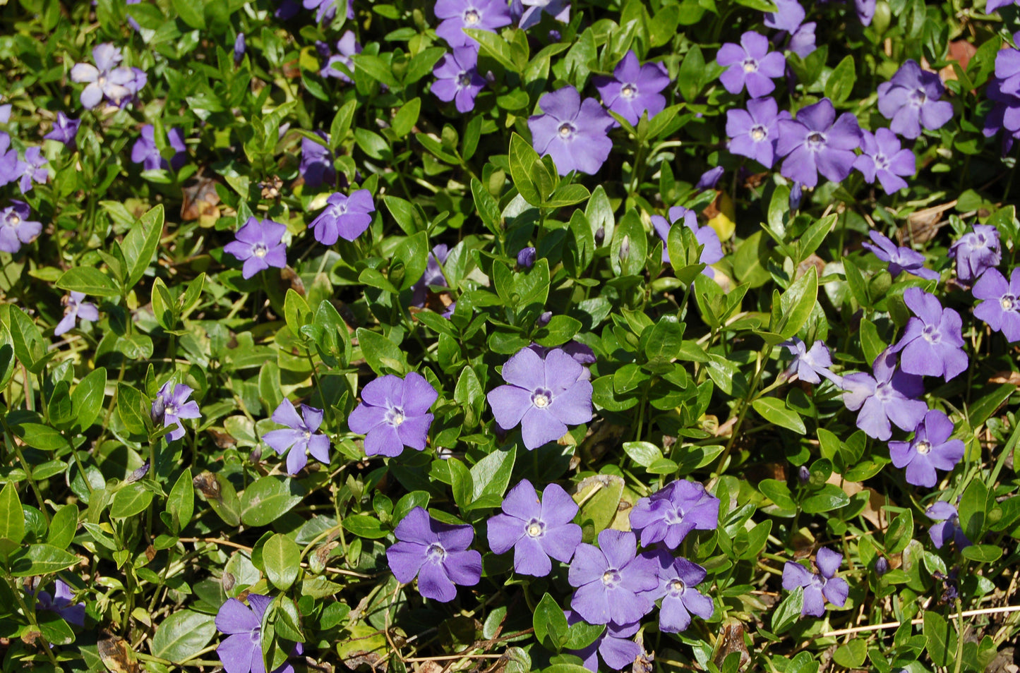 Vinca Major 'variegata' - View 27 from www redcrocus com