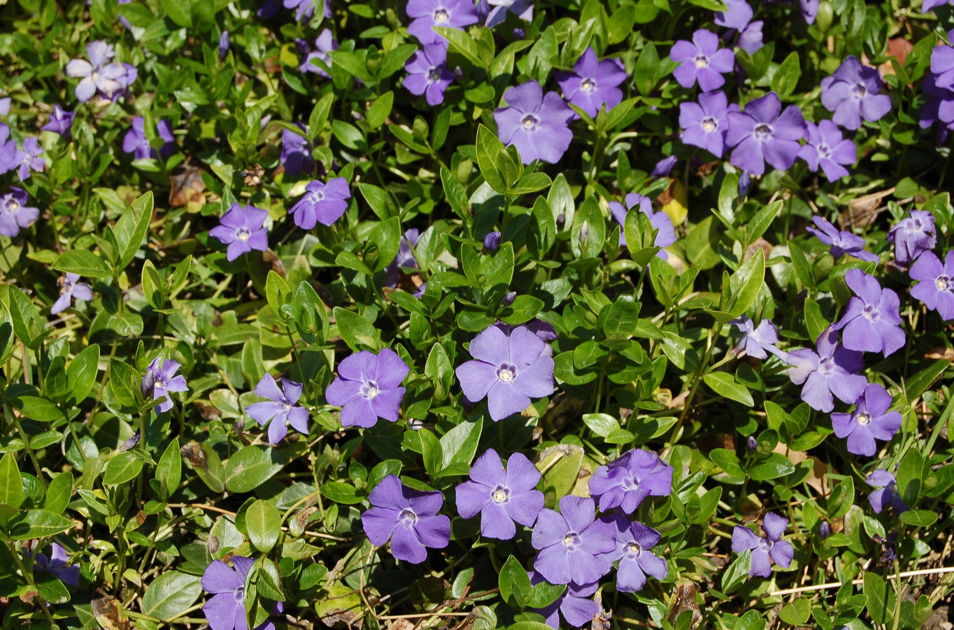 Vinca Major 'variegata' - View 27 from www redcrocus com