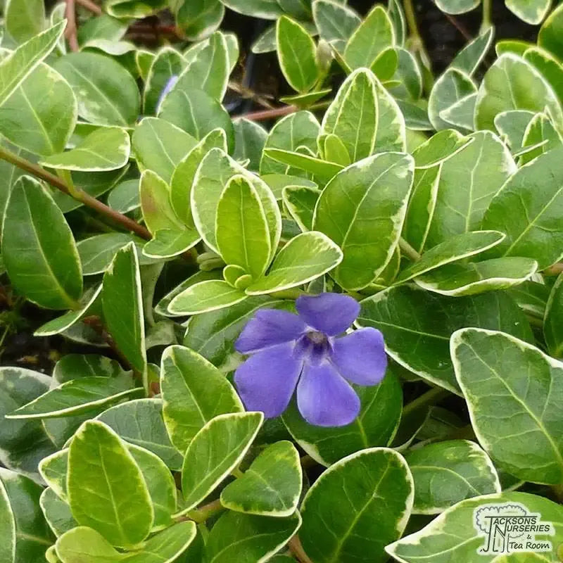 Vinca Major 'variegata' - View 28 from www redcrocus com