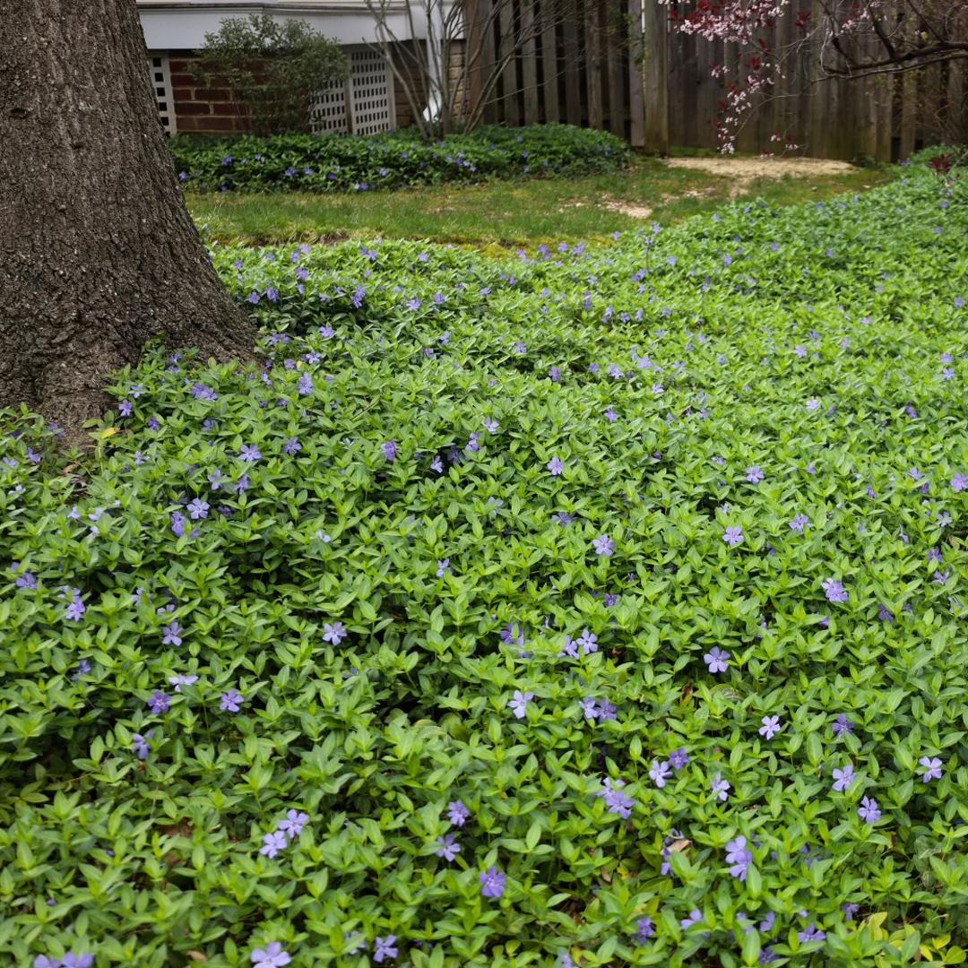 Vinca Major 'variegata' - View 29 from www redcrocus com