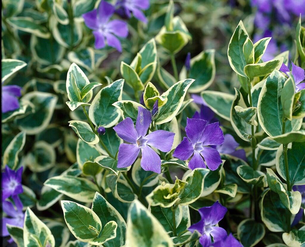 Vinca Major 'variegata' - View 2 from www redcrocus com