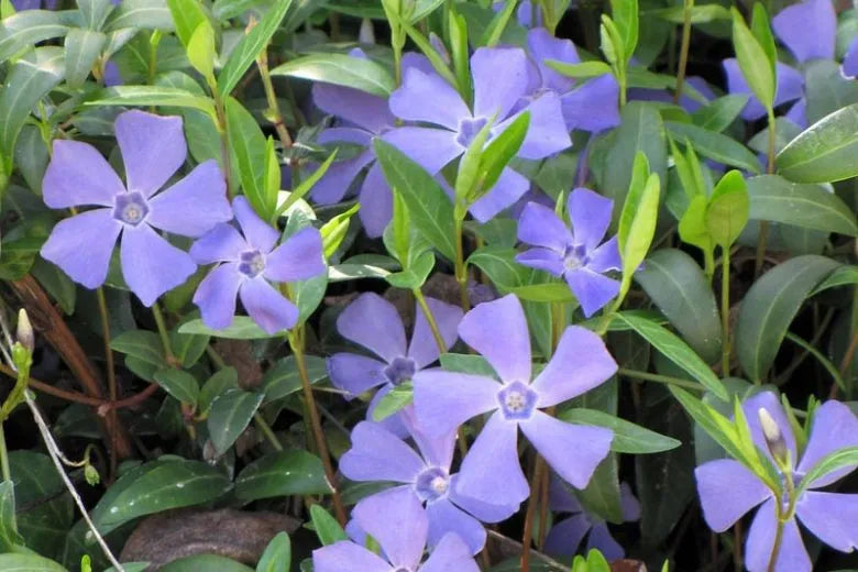 Vinca Major 'variegata' - View 30 from www redcrocus com