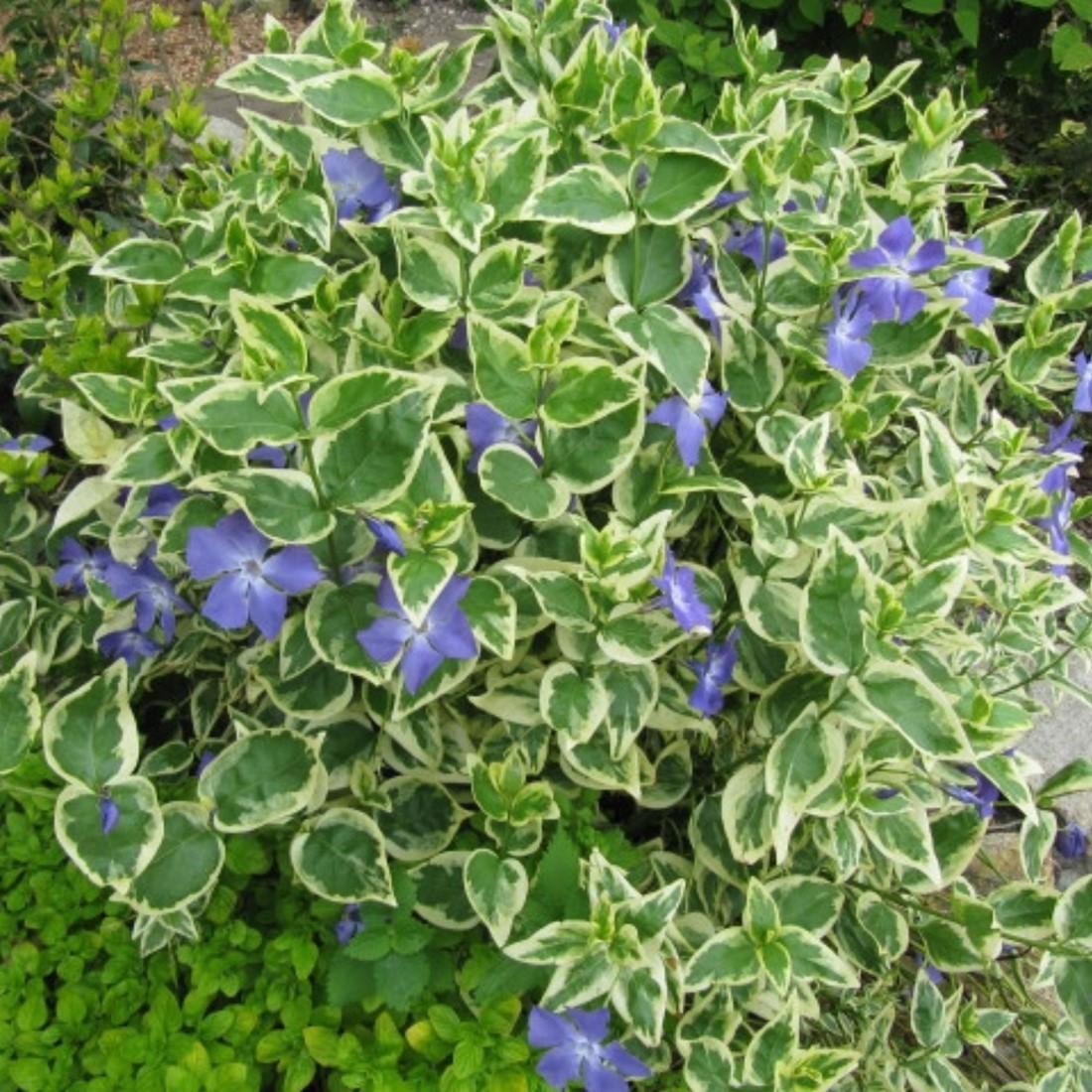 Vinca Major 'variegata' - View 31 from www redcrocus com